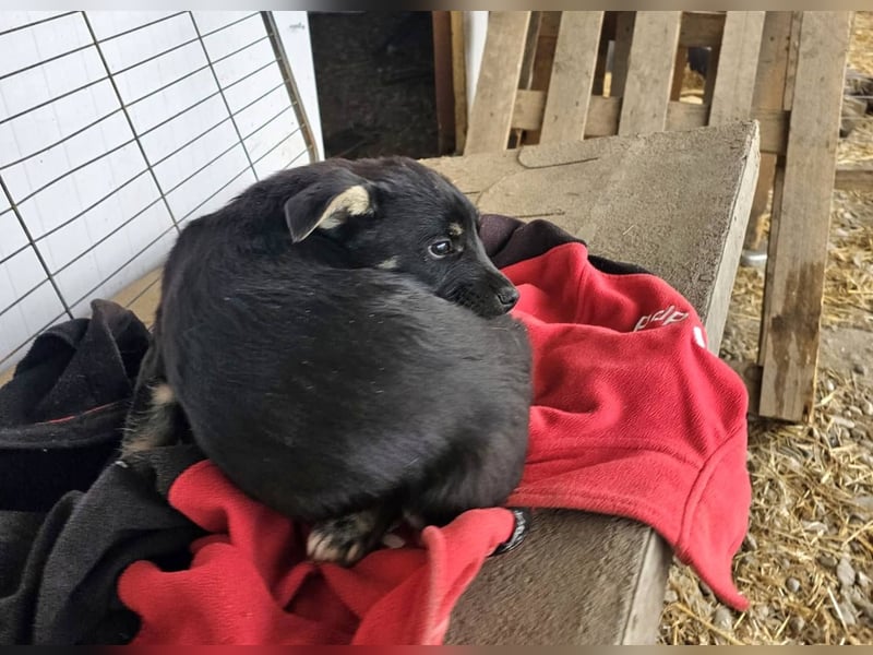 ELOISE - Aufgeschlossenes Mädchen sucht warmes Körbchen