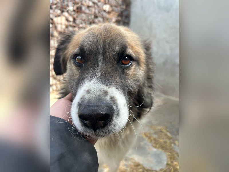 Till möchte endlich ein Zuhause