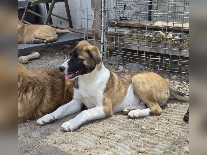 HEMINGWAY - Toller Junge sucht Familie für gemeinsame Abenteuer