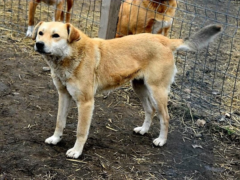 PEGGY - Wünscht sich schon so lange ein schönes Zuhause