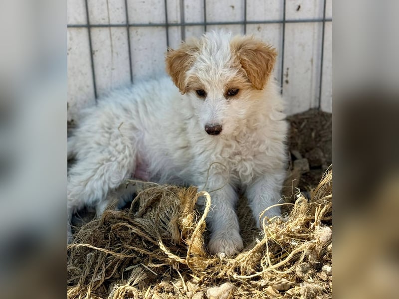 DOMINO - Aufgeschlossener, junger Mann sucht seine Lieblingsmenschen