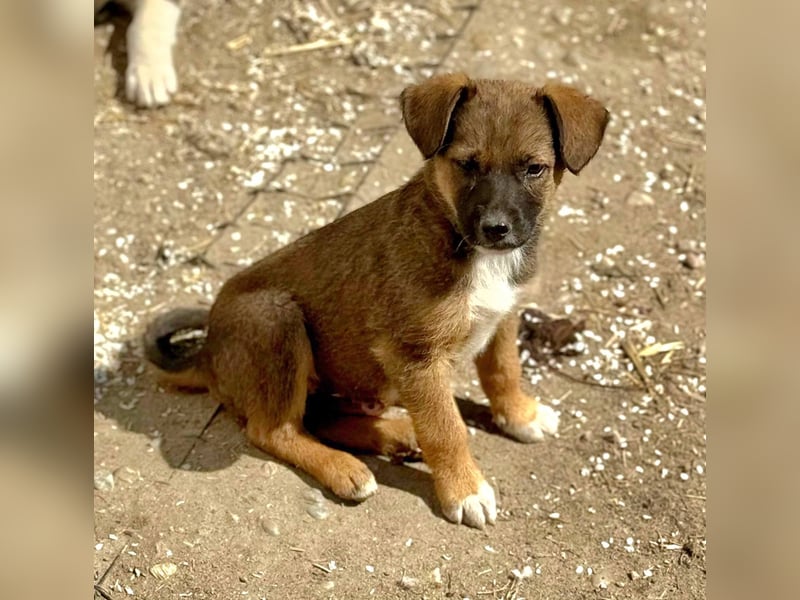 KOVU - Neugieriger Bub sucht seine Familie