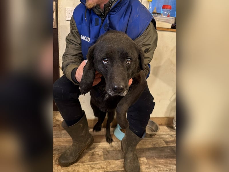 SUERTE - Notfellchen sucht Gnadenplatz