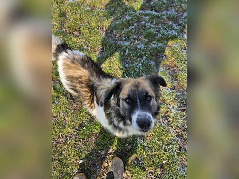 Till möchte endlich ein Zuhause