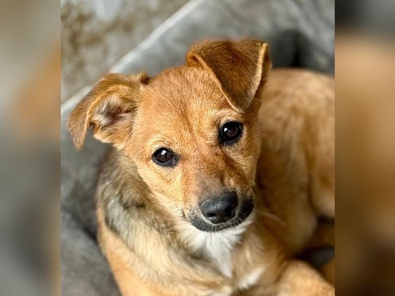 TINCHEN - Kleiner Sonnenschein sucht Für-Immer-Zuhause