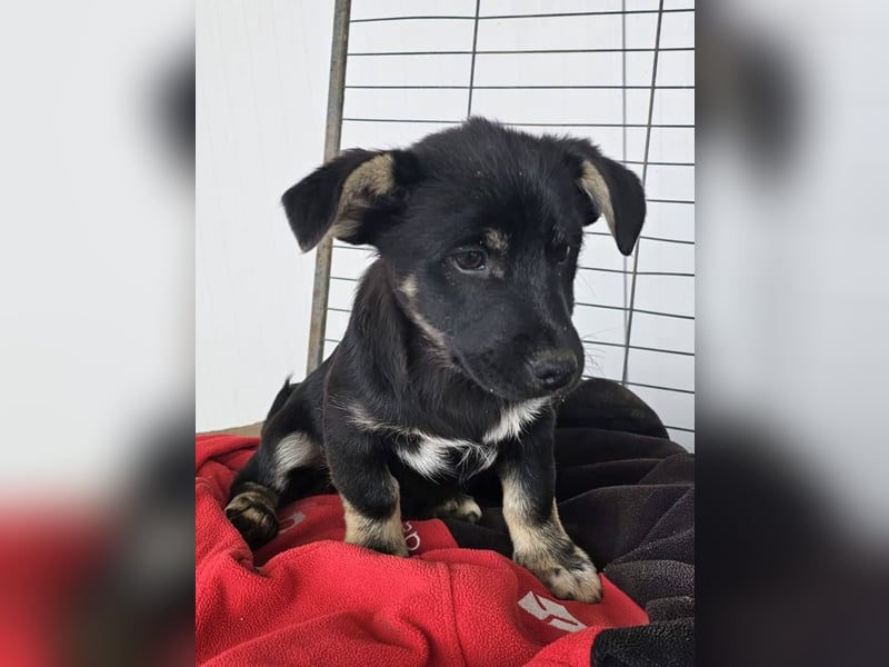 ELOISE - Aufgeschlossenes Mädchen sucht warmes Körbchen