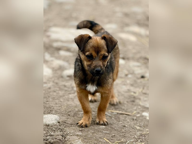 EMELY - Menschenbezogene Hündin sucht schönes Zuhause