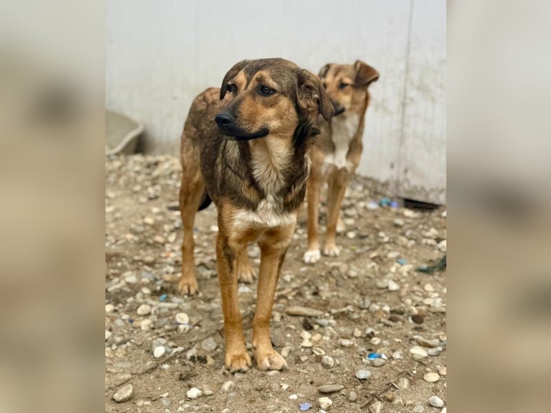 ALBINA - neugierige junge Hündin wünscht sich ein Zuhause bei lieben Menschen