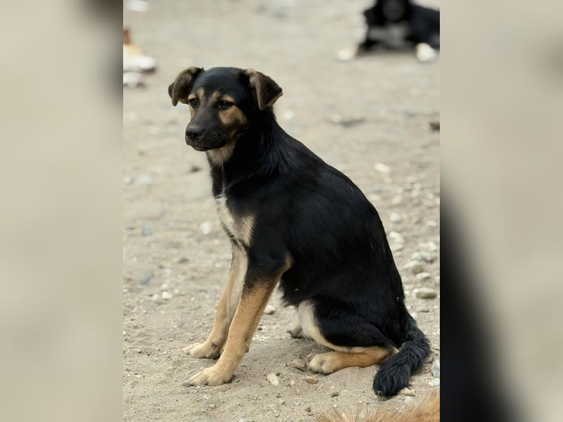 GERTI - Neugieriges und fröhliches Welpenmädchen sucht ihre Lieblingsmenschen