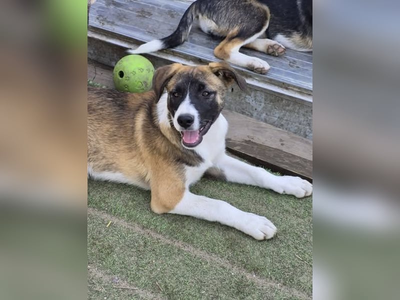 HEMINGWAY - Toller Junge sucht Familie für gemeinsame Abenteuer