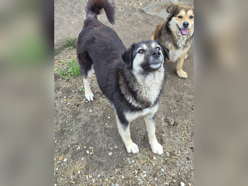 ZOEY - Traum-Hündin sucht aktive Menschen für gemeinsame Abenteuer
