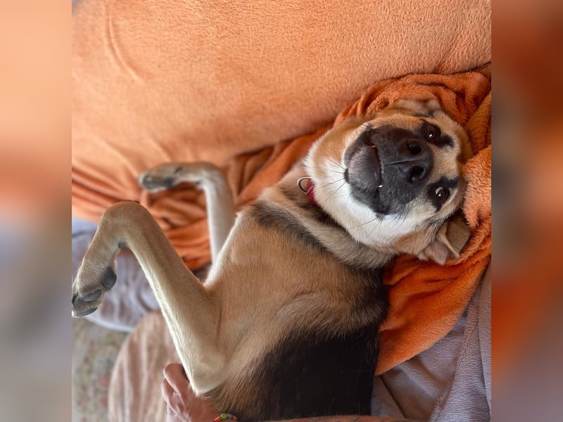 CHARLOTTE - Herzenshündin sucht dringend einen Gnadenplatz