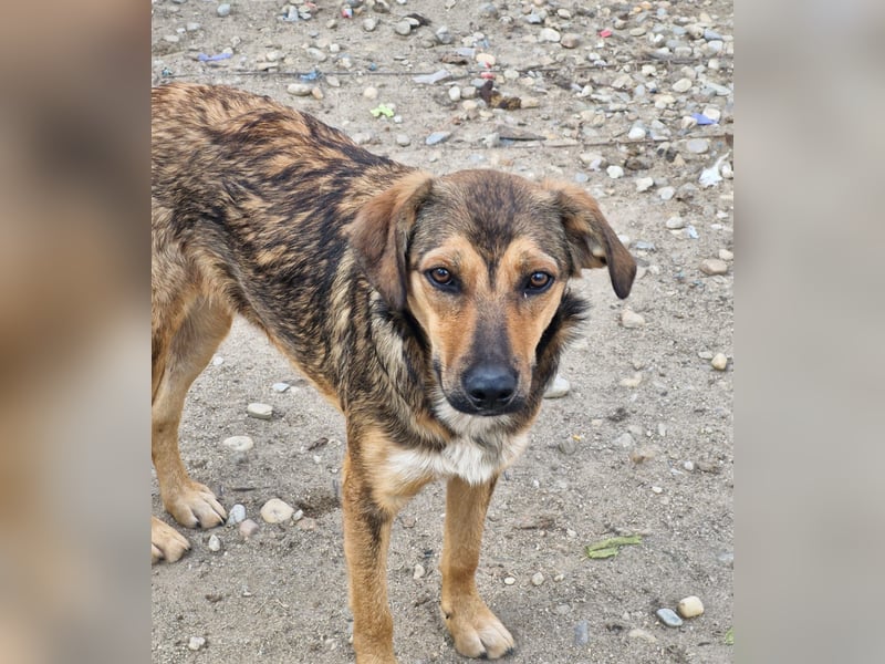 ALBINA - neugierige junge Hündin wünscht sich ein Zuhause bei lieben Menschen