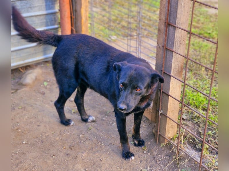 MELOU - freundliche und verschmuste Hündin wünscht sich sehnlichst ihr Zuhause
