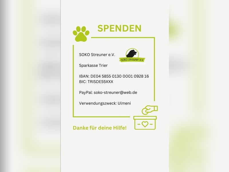 LORRAINE - super freundliche Maus wünscht sich aktive Familie