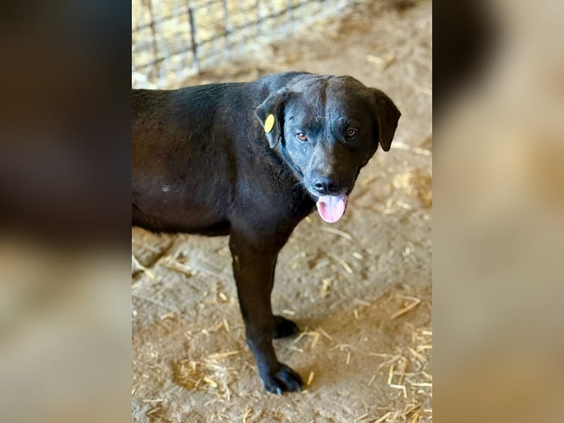 SUERTE - Superfreundlicher Bub wünscht sich liebevolle Familie