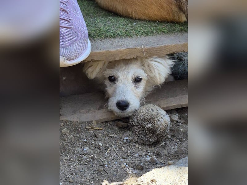 FLIPSI - Fröhlicher, liebenswerter Bub wartet auf ein gemütlches Körbchen