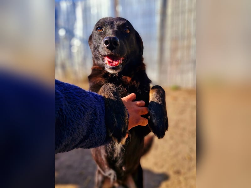 MELOU - freundliche und verschmuste Hündin wünscht sich sehnlichst ihr Zuhause