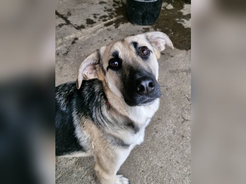 CHARLOTTE - Herzenshündin sucht dringend einen Gnadenplatz