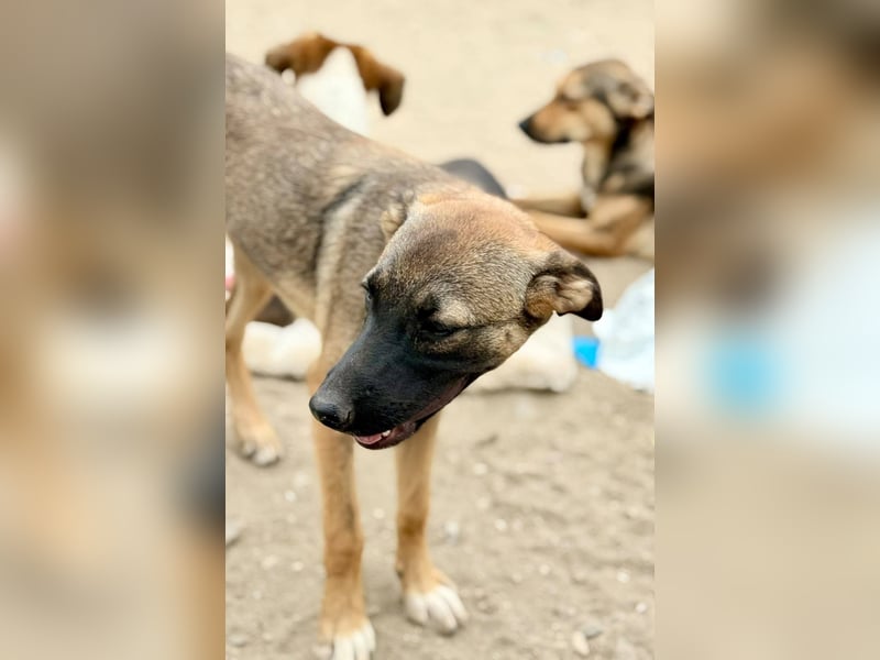 TILLY - Schüchternes Mädchen sucht ihre Familie