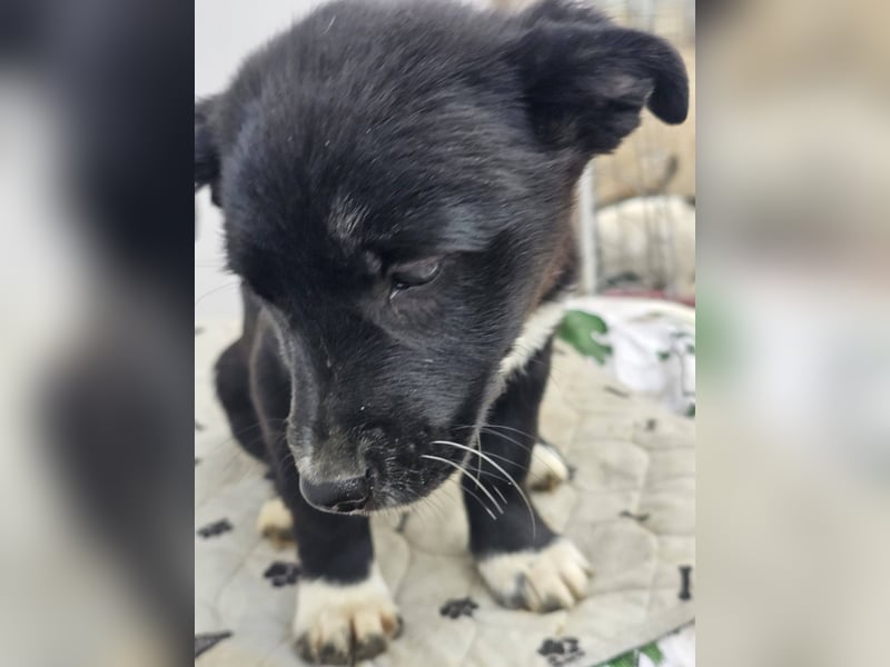 DARCY - Lebensfrohe Hündin wartet auf ihren Start ins Leben