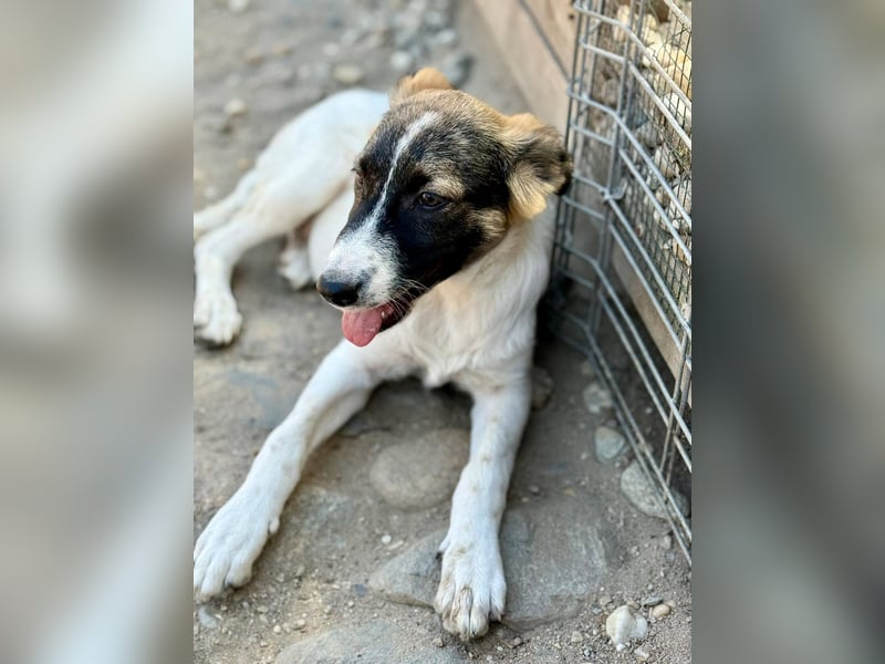 KORRA - Liebevolles, junges Mädchen wartet darauf endlich los zu leben