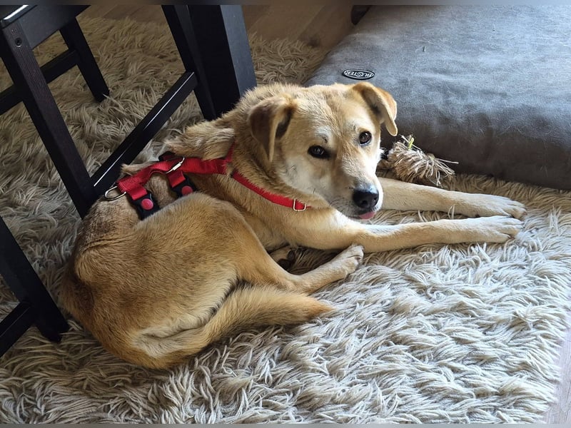 PEGGY - Sanfte und freundliche Hündin sucht ihren sicheren Hafen