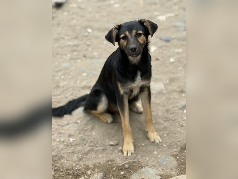 GERTI - Neugieriges und fröhliches Welpenmädchen sucht ihre Lieblingsmenschen