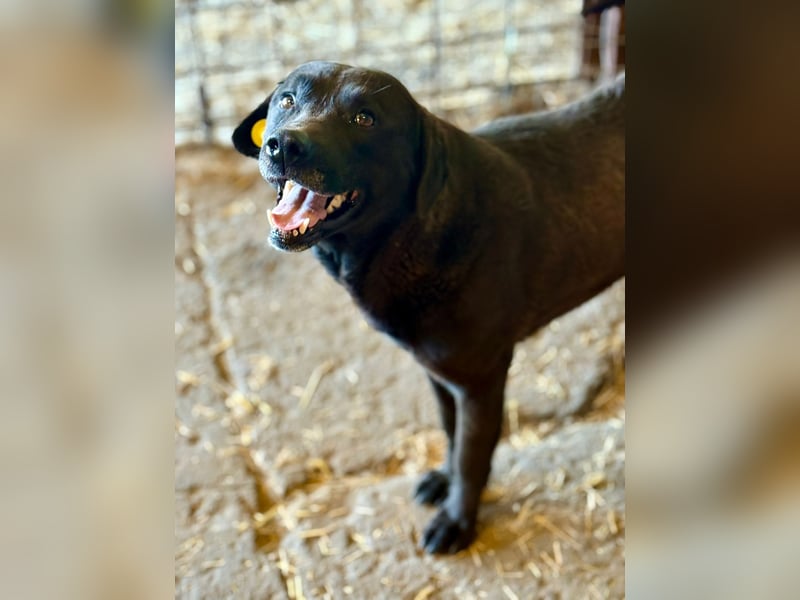 SUERTE - Notfellchen sucht Gnadenplatz