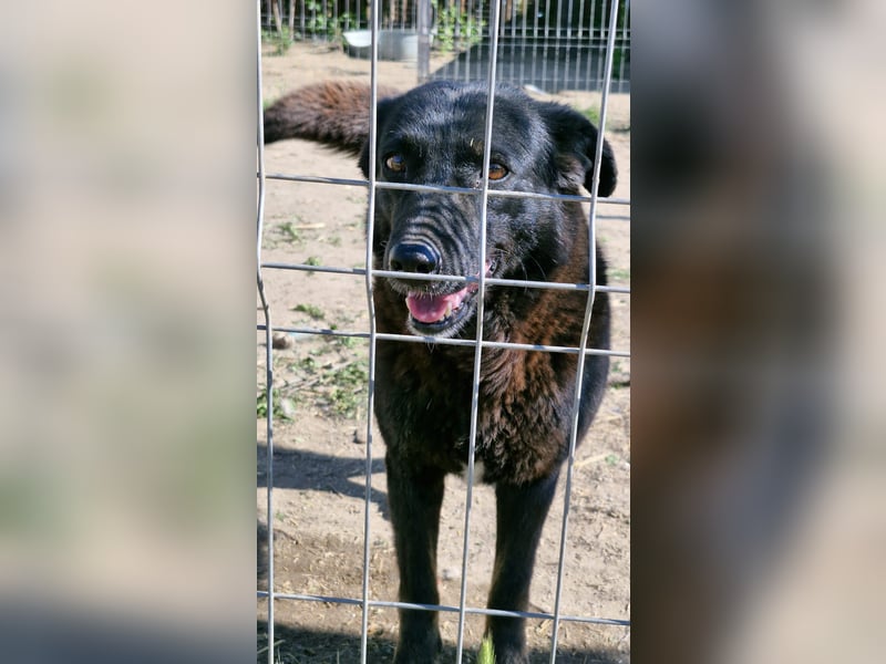 MELOU - freundliche und verschmuste Hündin wünscht sich sehnlichst ihr Zuhause