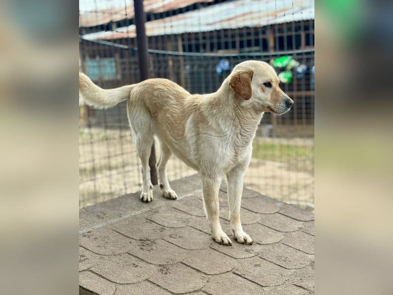 LORRAINE - super freundliche Maus wünscht sich aktive Familie