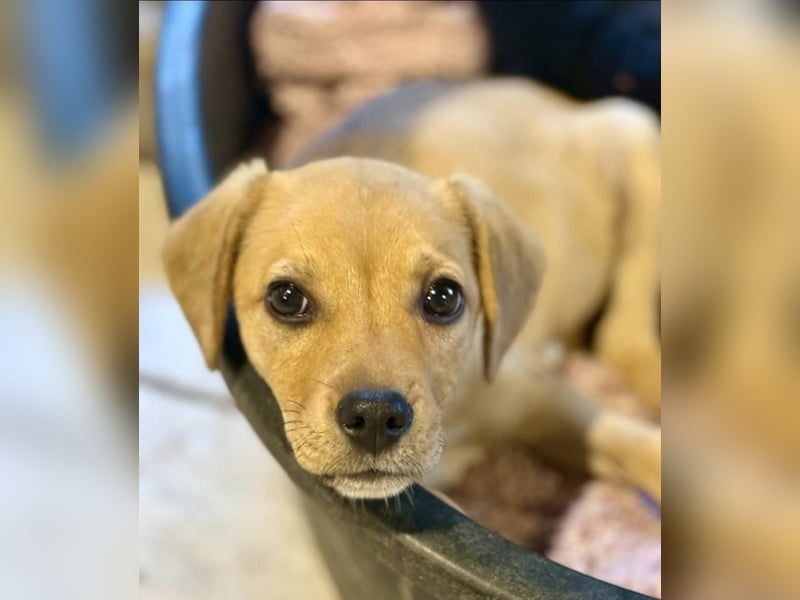 FRITZ THEO - Liebenswerter Hundejunge sucht sein Für-Immer-Zuhause