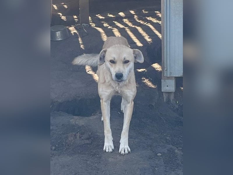 PEGGY - Wünscht sich schon so lange ein schönes Zuhause