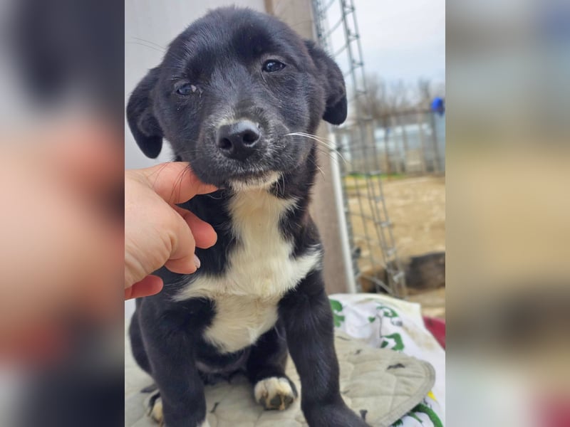 DARCY - Lebensfrohe Hündin wartet auf ihren Start ins Leben