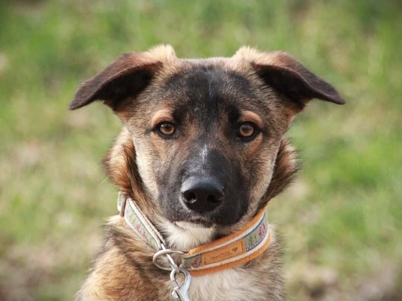 BOOTSMANN - Sucht erfahrene Menschen in 84152 Mengkofen
