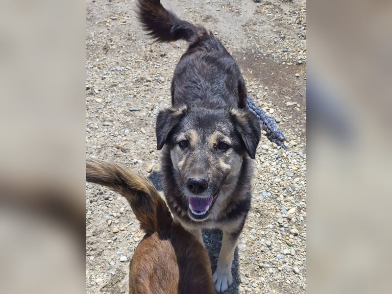 ZOEY - Traum-Hündin sucht aktive Menschen für gemeinsame Abenteuer