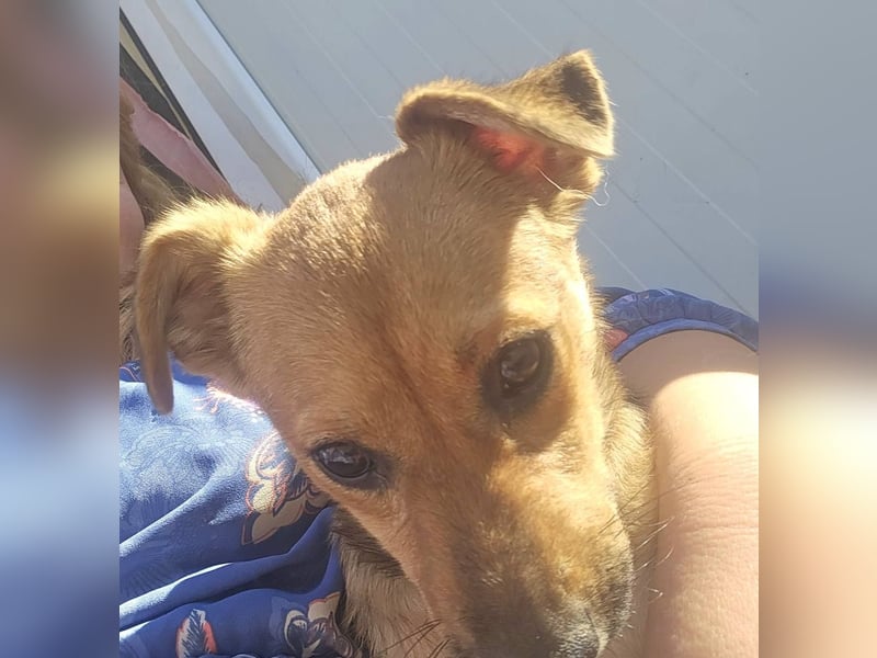 TINCHEN - Kleiner Sonnenschein sucht Für-Immer-Zuhause