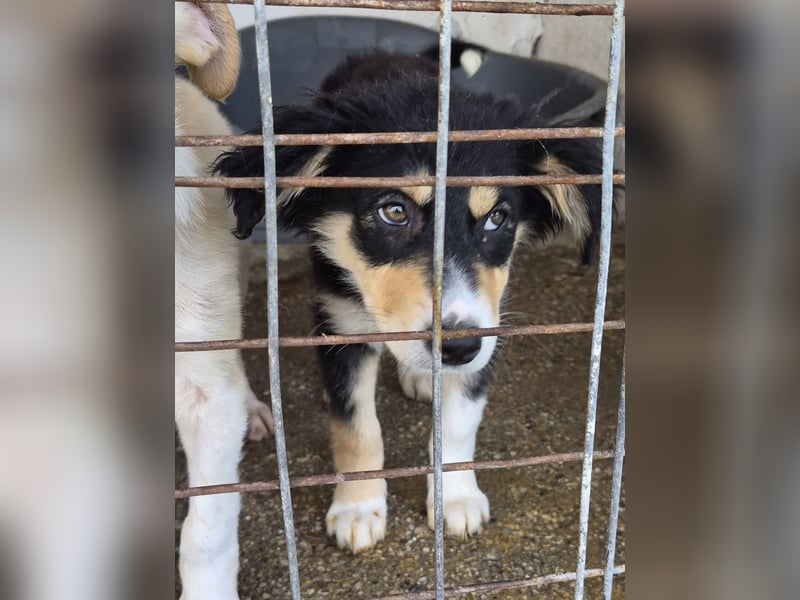 AZARI - Zauberhaftes Mädchen sucht ihr Für-Immer-Zuhause
