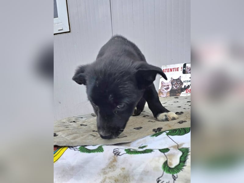 DARCY - Lebensfrohe Hündin wartet auf ihren Start ins Leben