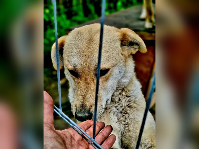 PEGGY - Wünscht sich schon so lange ein schönes Zuhause