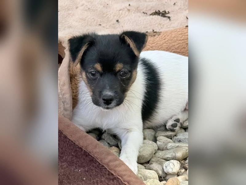 ILANA - Freundliches Hundemädchen wartet auf ihr Ticket ins Glück