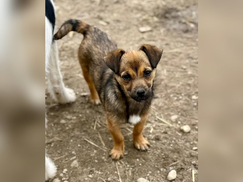 EMELY - Menschenbezogene Hündin sucht schönes Zuhause