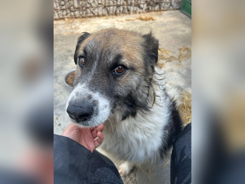 Till möchte endlich ein Zuhause