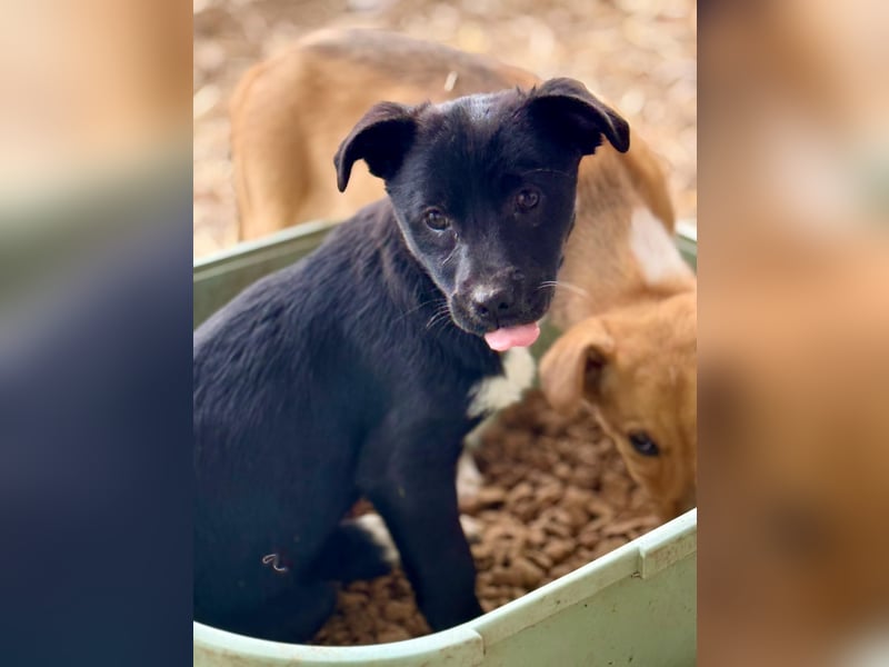 DARCY - Lebensfrohe Hündin wartet auf ihren Start ins Leben