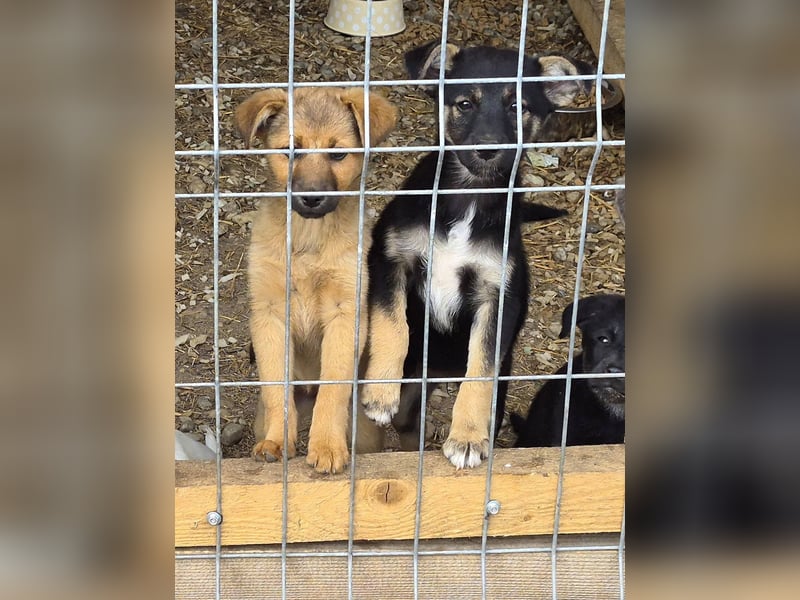 GERTI - Neugieriges und fröhliches Welpenmädchen sucht ihre Lieblingsmenschen