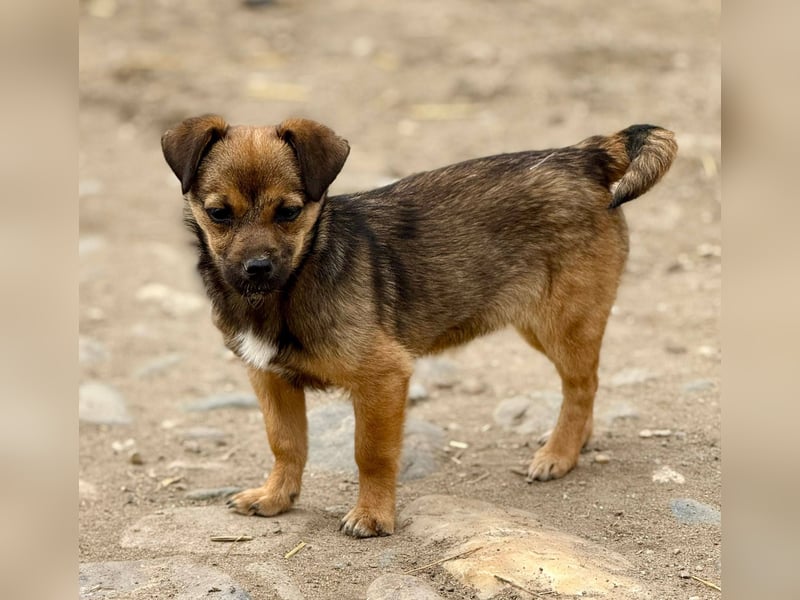 EMELY - Menschenbezogene Hündin sucht schönes Zuhause