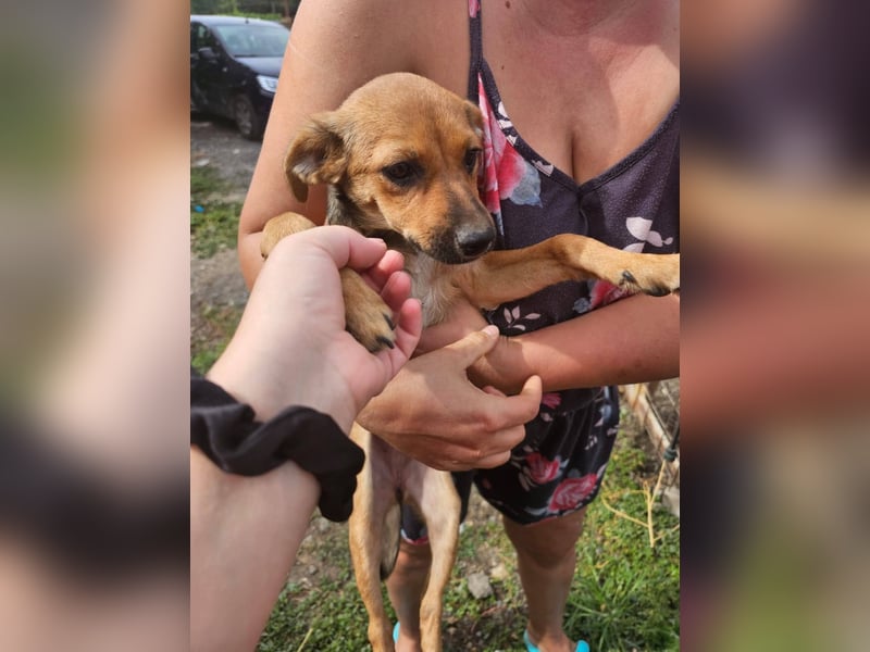 TINCHEN - Kleiner Sonnenschein sucht Für-Immer-Zuhause