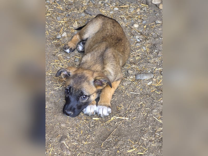 TILLY - Schüchternes Mädchen sucht ihre Familie