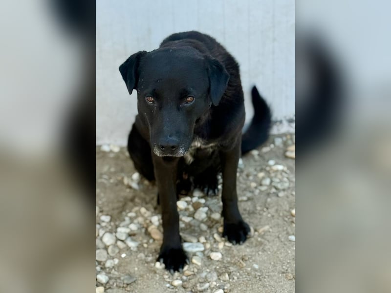 SUERTE - Superfreundlicher Bub wünscht sich liebevolle Familie