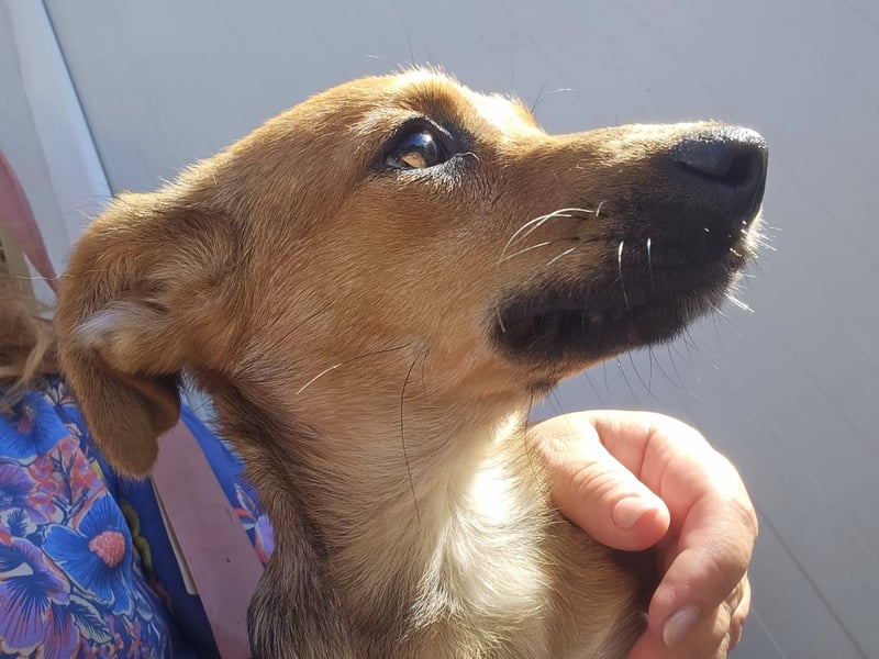 TINCHEN - Kleiner Sonnenschein sucht Für-Immer-Zuhause